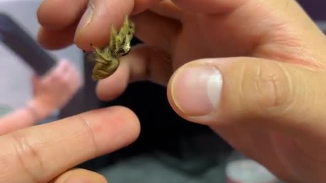 I thought it was a nug at first haha