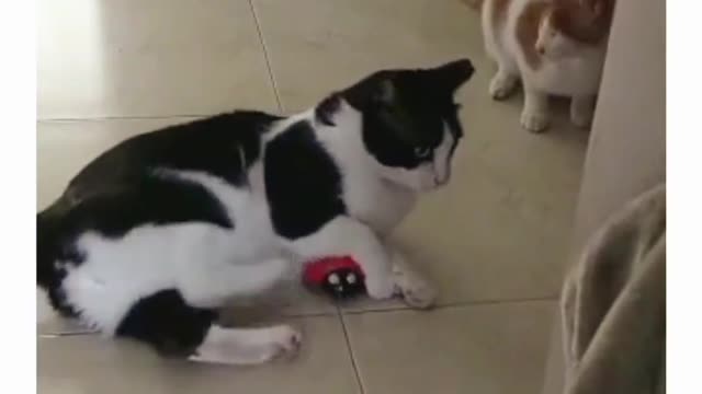 Cute cat Dancing