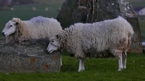 Sheep Animals Domestic Grazing Itchy Stones