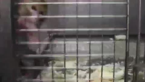 Wszyscy mamy być upośledzeni umysłowo. Taki świat nam szykują.