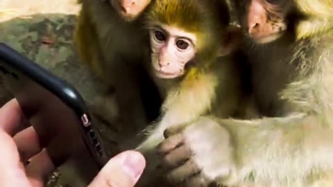 Monkeys and iPhone