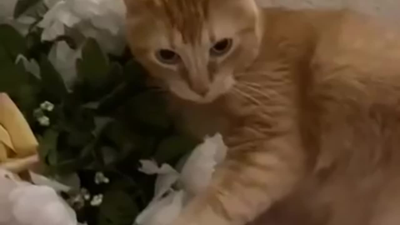 Rock , paper and scissors play with Cat Funny 🤣🤣