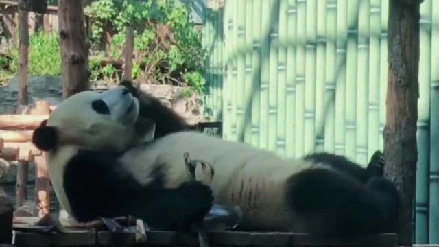 Xiaofuxing, why do you like to eat bamboo shoots while lying down so much?