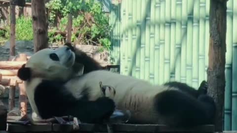 Xiaofuxing, why do you like to eat bamboo shoots while lying down so much?