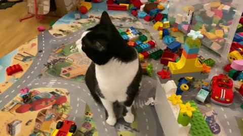 Cute cat,katzen,Kucing,playing Lego