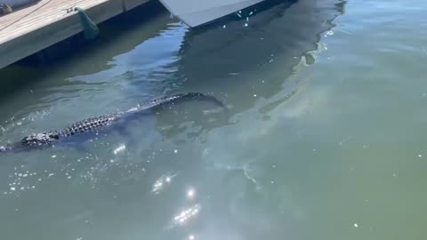 Tourist Captures Shark Biting Alligator's Foot in South Carolina