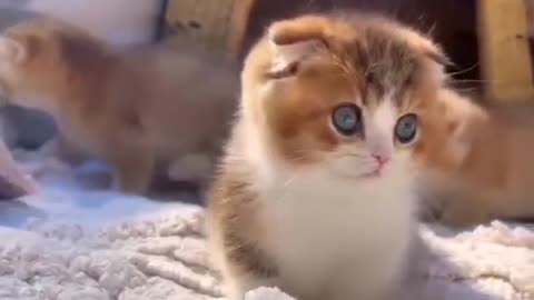 cute cat #shorts cutest 😍 small cat 🐹