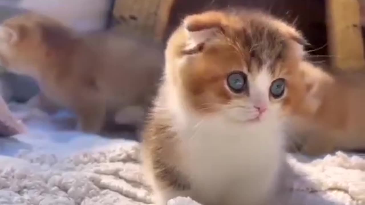 cute cat #shorts cutest 😍 small cat 🐹