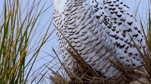 Beautiful snowy owl