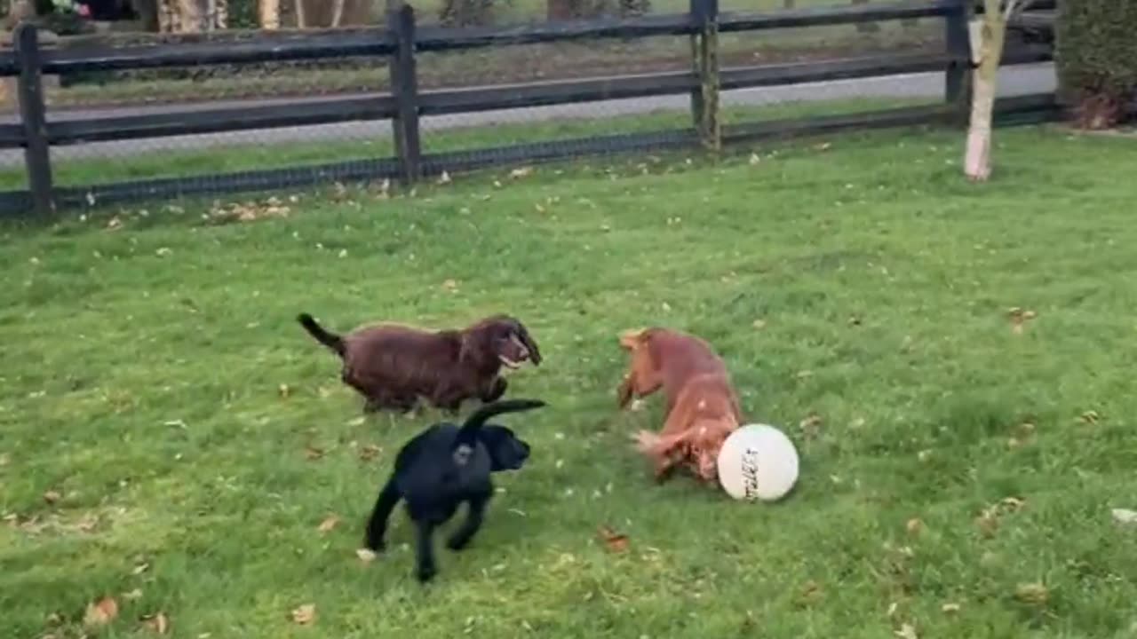 These animals are proof that laughter is the best medicine 😂🐶🐱