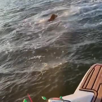 BRAVE DOG JUMP TO THE SEA TO PLAY WITH THE DOLFIN.mp4