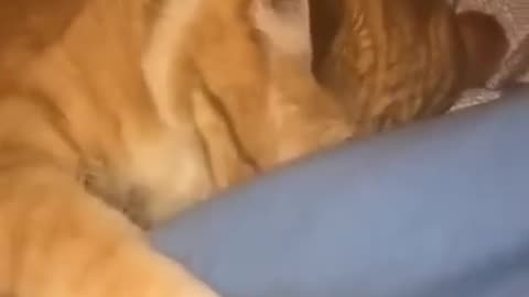 Funny cats video