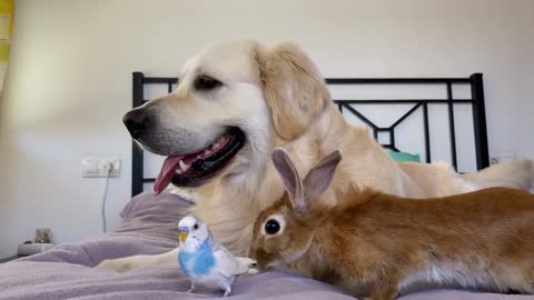 The First Meeting of a Funny Dog, Cute Rabbit and Budgie