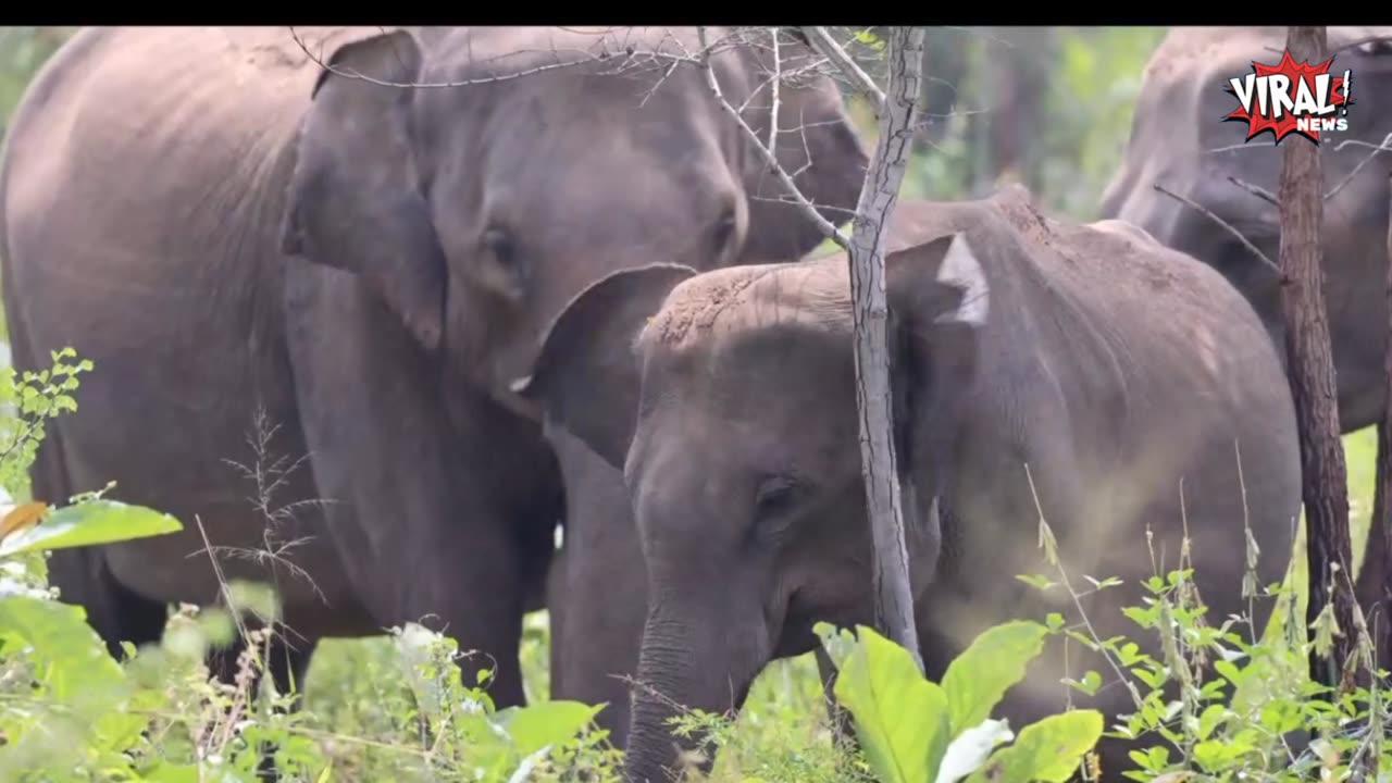 Elephants Family in Minneriya National Park