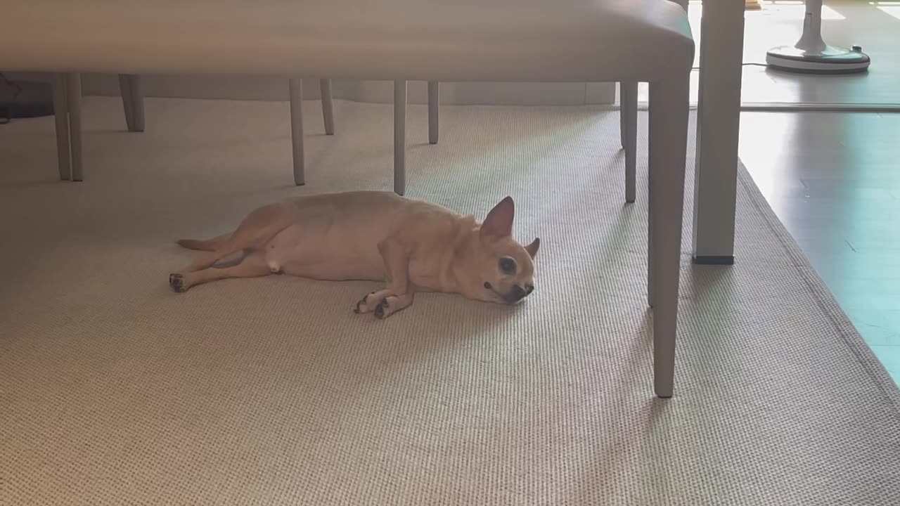 bored chihuahua