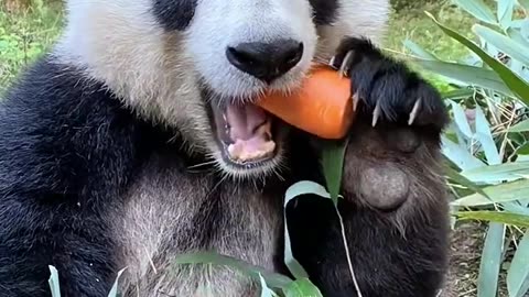 Eating 🥕Panda XiaoXin Mukbang Eating Sounds🎧 #ASMR