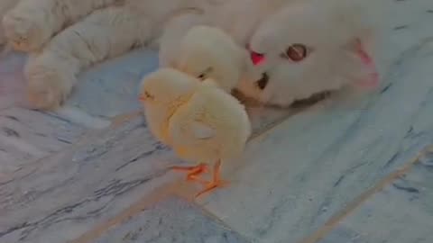 Cute and funny cat video.