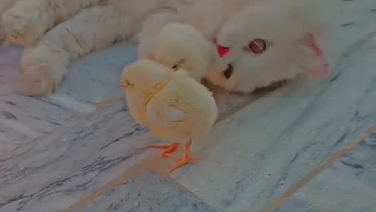 Cute and funny cat video.