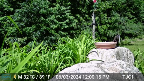 Squirrel on the Rocks