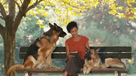 People, pets, dog sitter with alsatian dogs in park