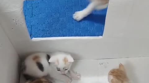 Mom Cat playing. Cute!