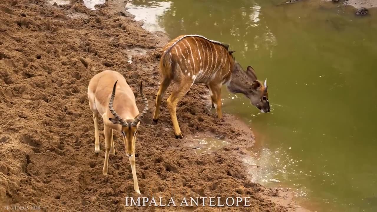 ANIMAL WORLD 8K ULTRA HD - Amazing Wildlife