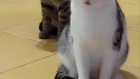 How funny cat