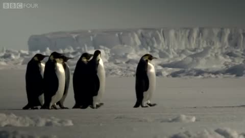 How does a penguin launch itself from the sea