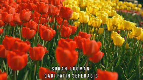 Amazing Recitation | Surah Luqman | Qari Fatih Seferagic