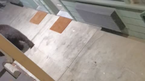 Two Bears Wander Around Hotel Property in California