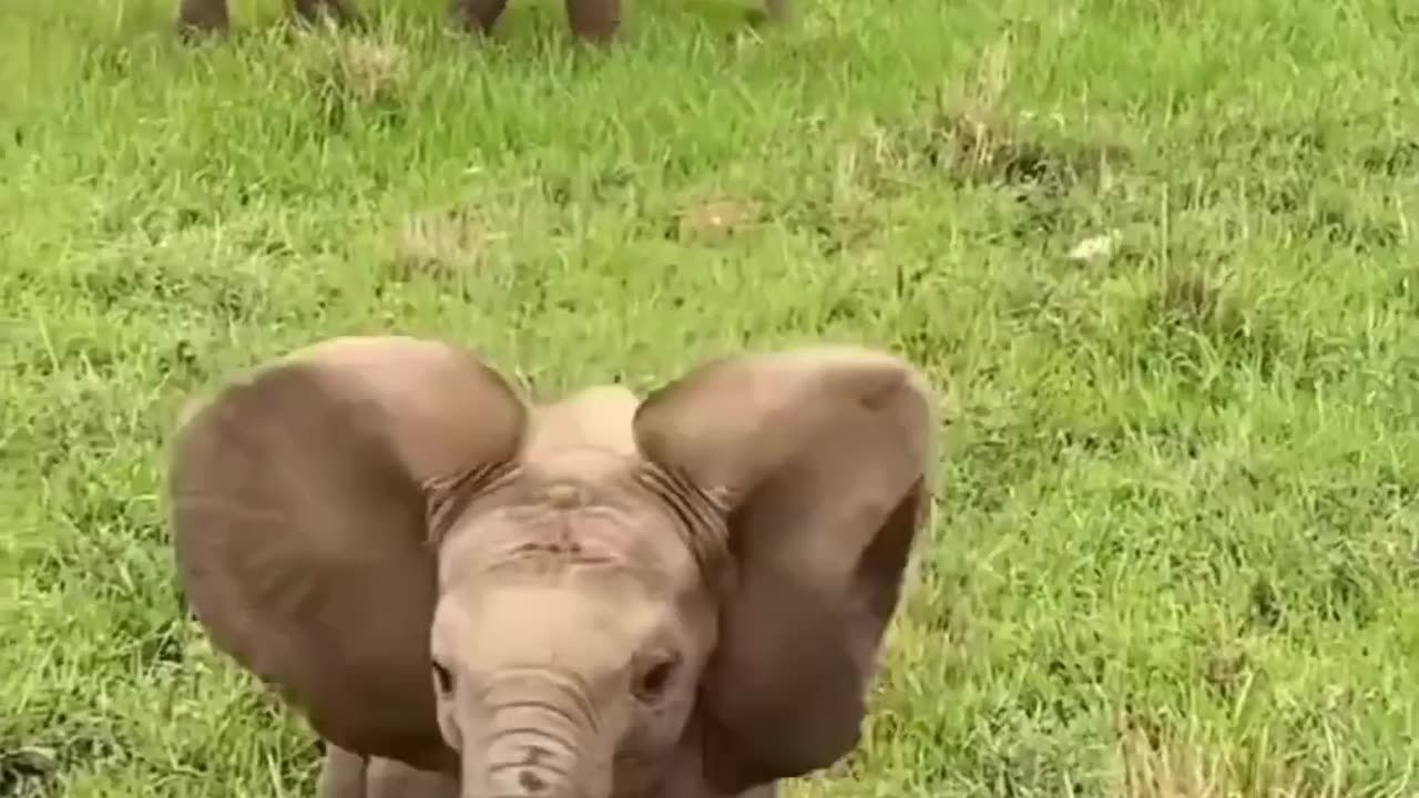 Elephants