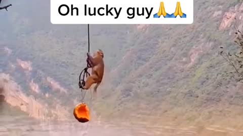 Oh lucky monkey 🐒🥱🥱# subscribe this channel for more videos