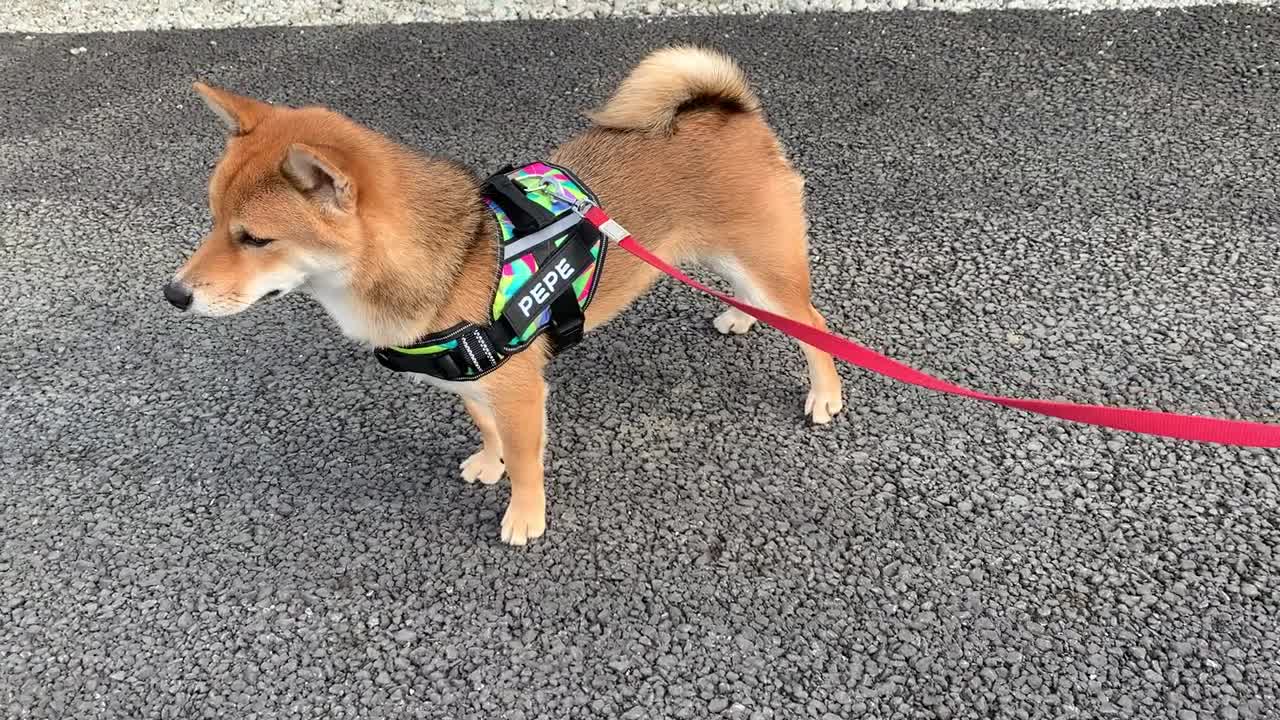 【柴犬 / SHIBA INU】新しいハーネスを買ってもらったw