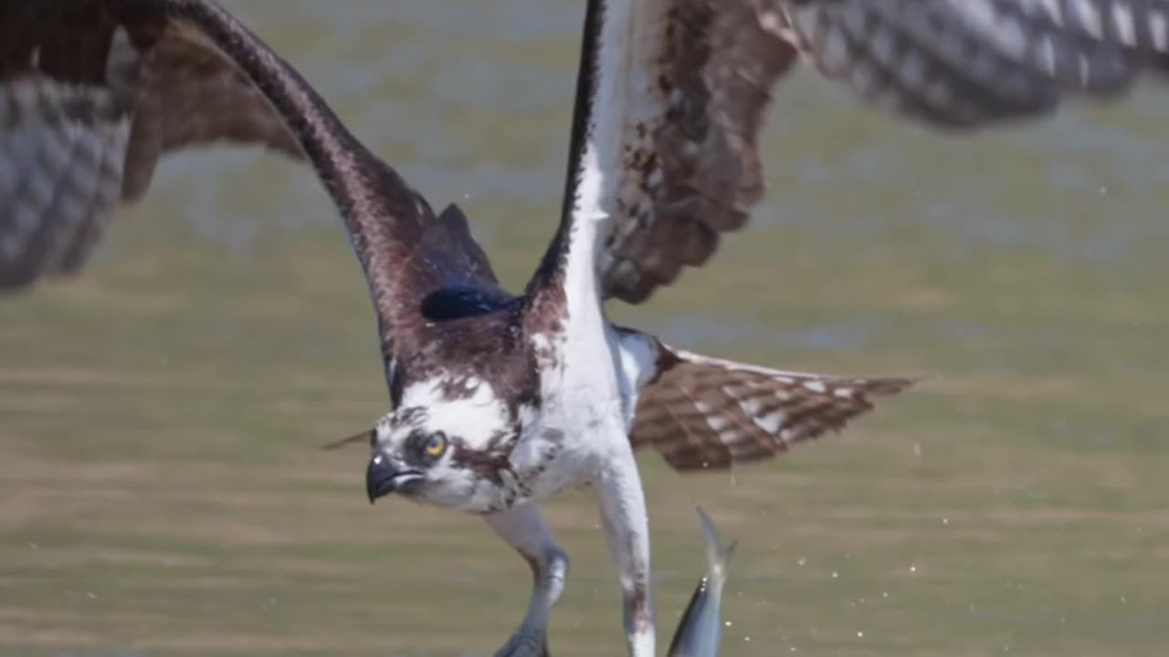 ospery push 3 fishes from river