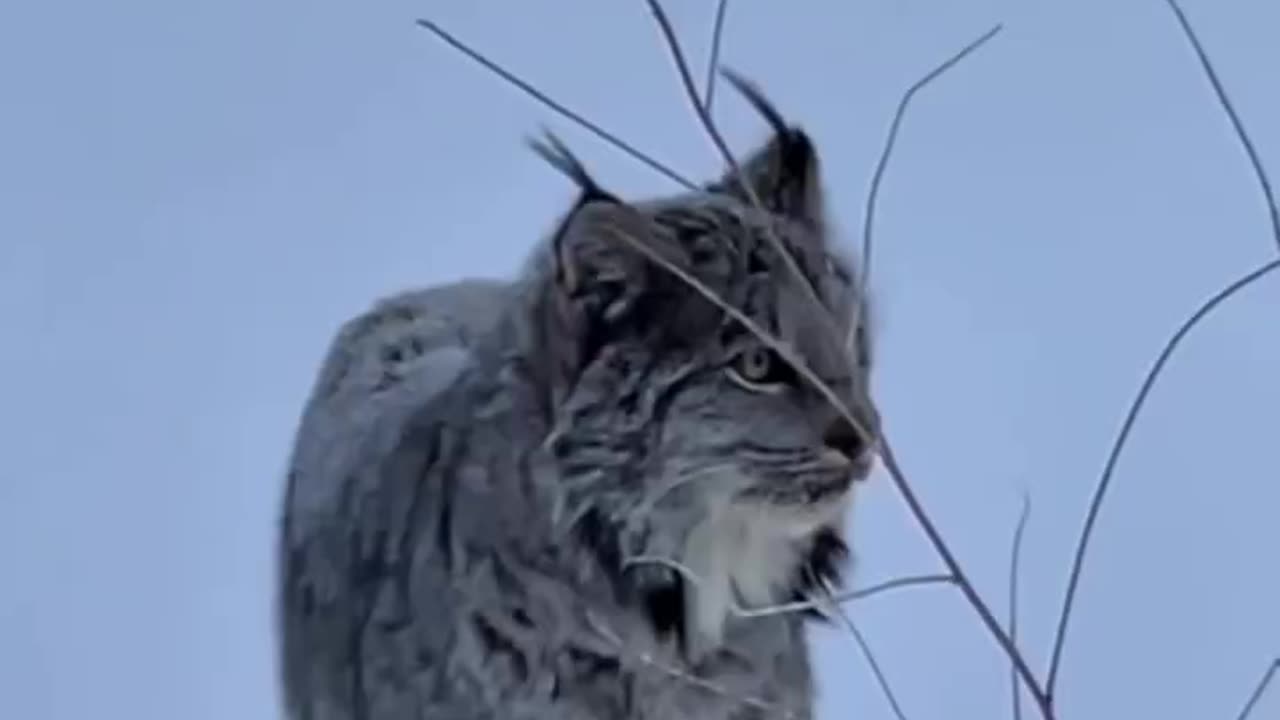 Beautiful paws on that lynx 😍