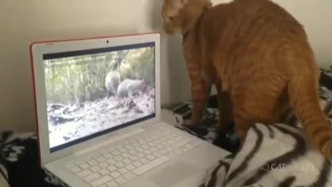 Funny cat video