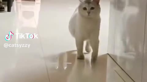 cute cat