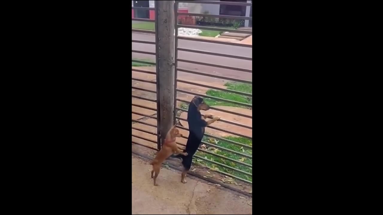 Funny Cat and Dogs Video 2023