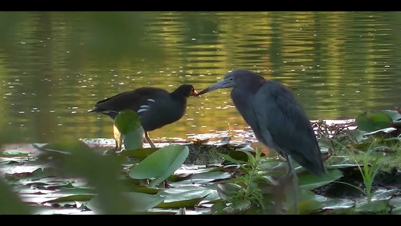 Jaw-Dropping Nature Footage in Unbelievable High Quality! You Won't Believe Your Eyes! 🌅🌿