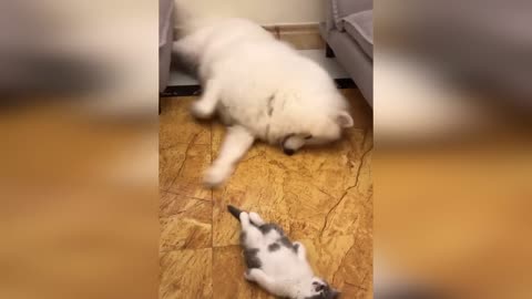 Fuuny animals video | doing crazy things 😍
