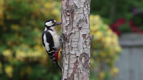 le pic vert ou le pivert , Regardez attentivement cet oiseau créatif