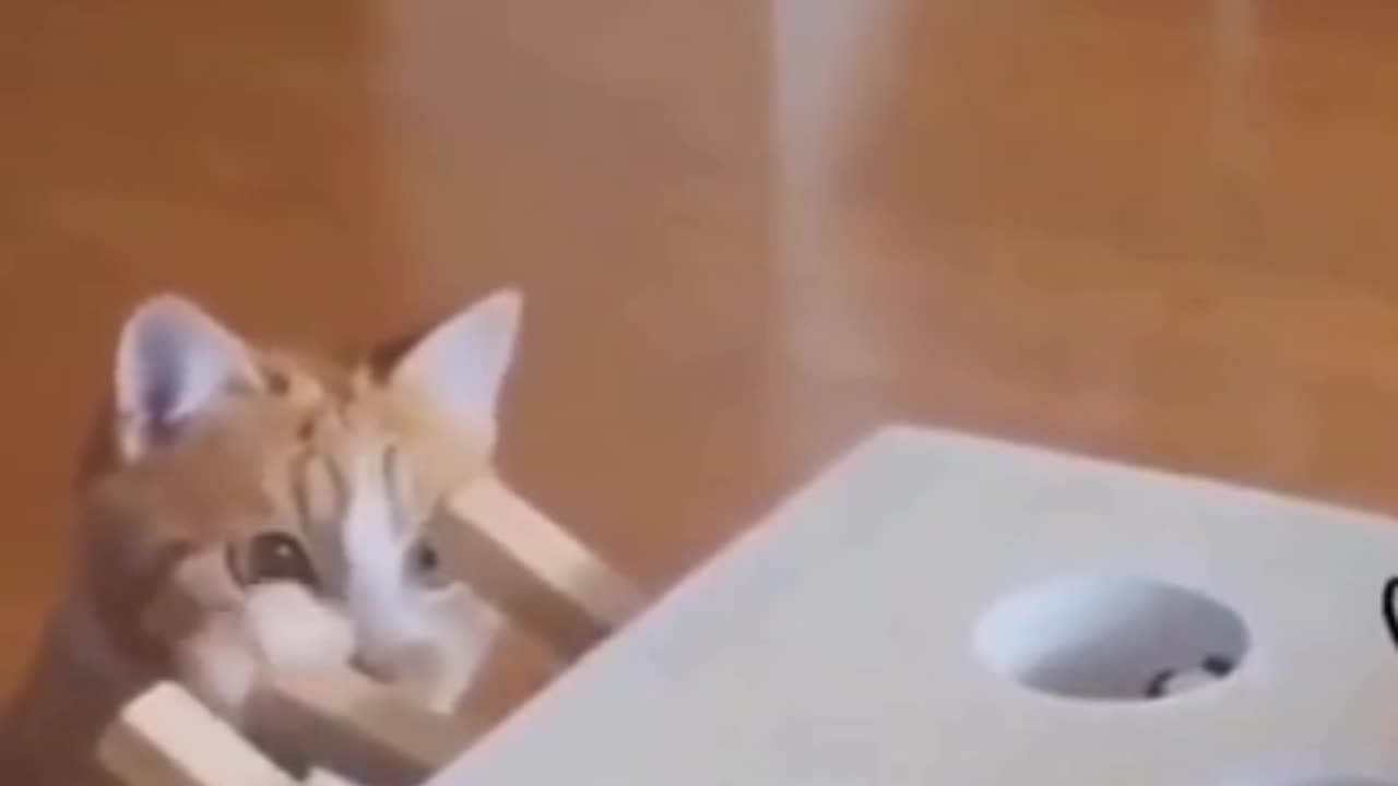 Funny cat 🐈 movement