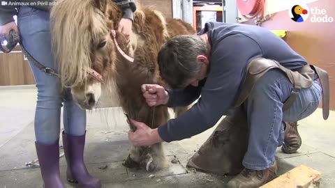 Pony Rescue: Horse with Overgrown Hooves Who Can Hardly Walk Saved | The Dodo