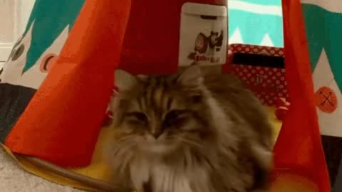 Cute Cat Gif