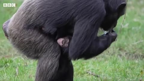 Chimpanzee Baby: తల్లి అయిన ఈ చింపాంజీ, బిడ్డను ఎలా చూసుకోవాలో మిగతావాటికి నేర్పుతోంది | BBC Telugu