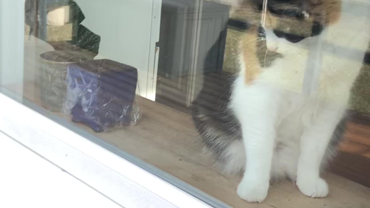 Cat in a window