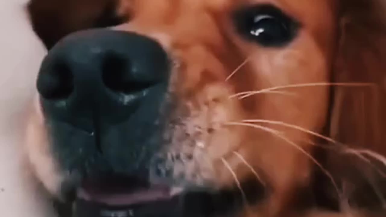 Cat and dogs funny videos