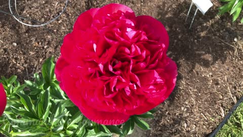 Canadian Peony Society Virtual Show