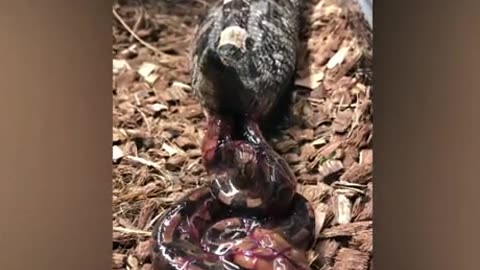 Pregnant cobra snake gives birth to live young after carring eggs inside🐍🐍🐍🐍
