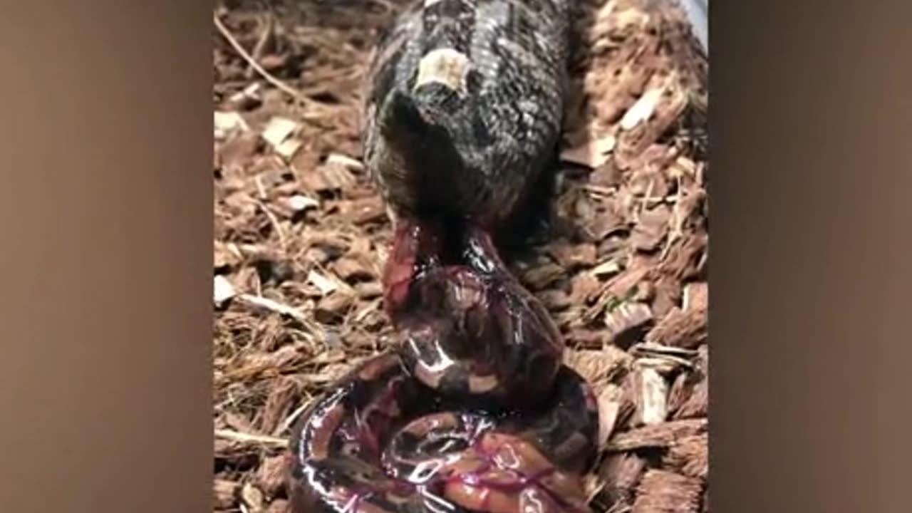 Pregnant cobra snake gives birth to live young after carring eggs insideππππ